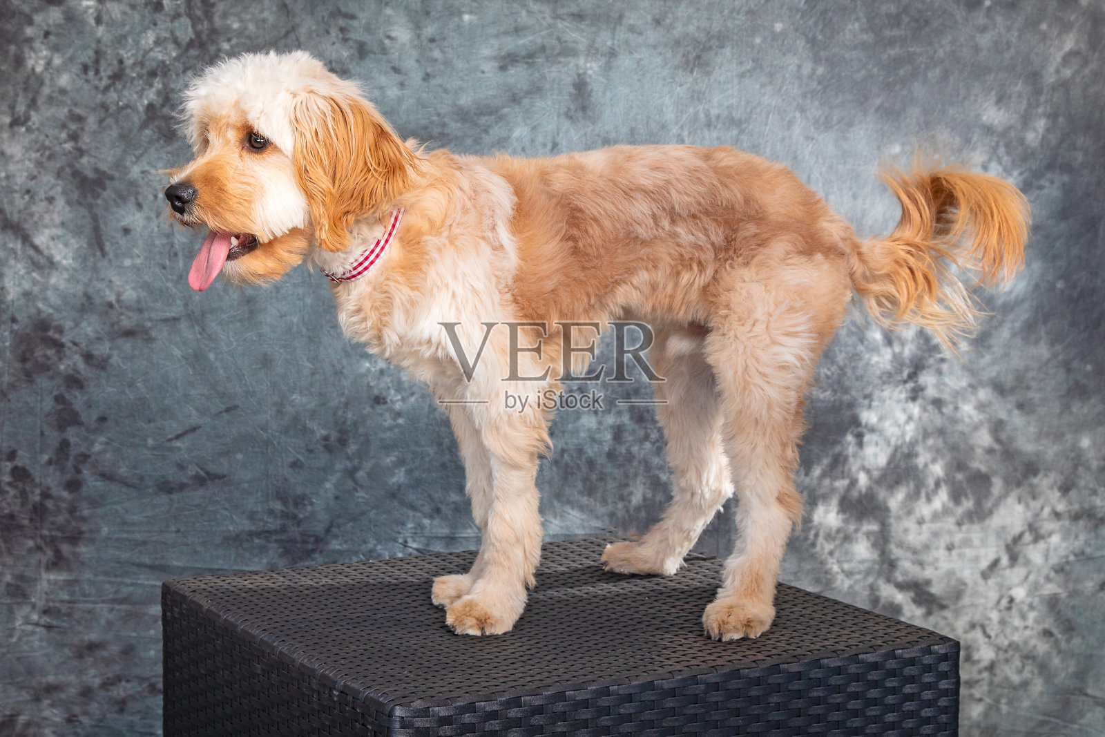 拉布拉多犬摆姿势拍肖像照。照片摄影图片