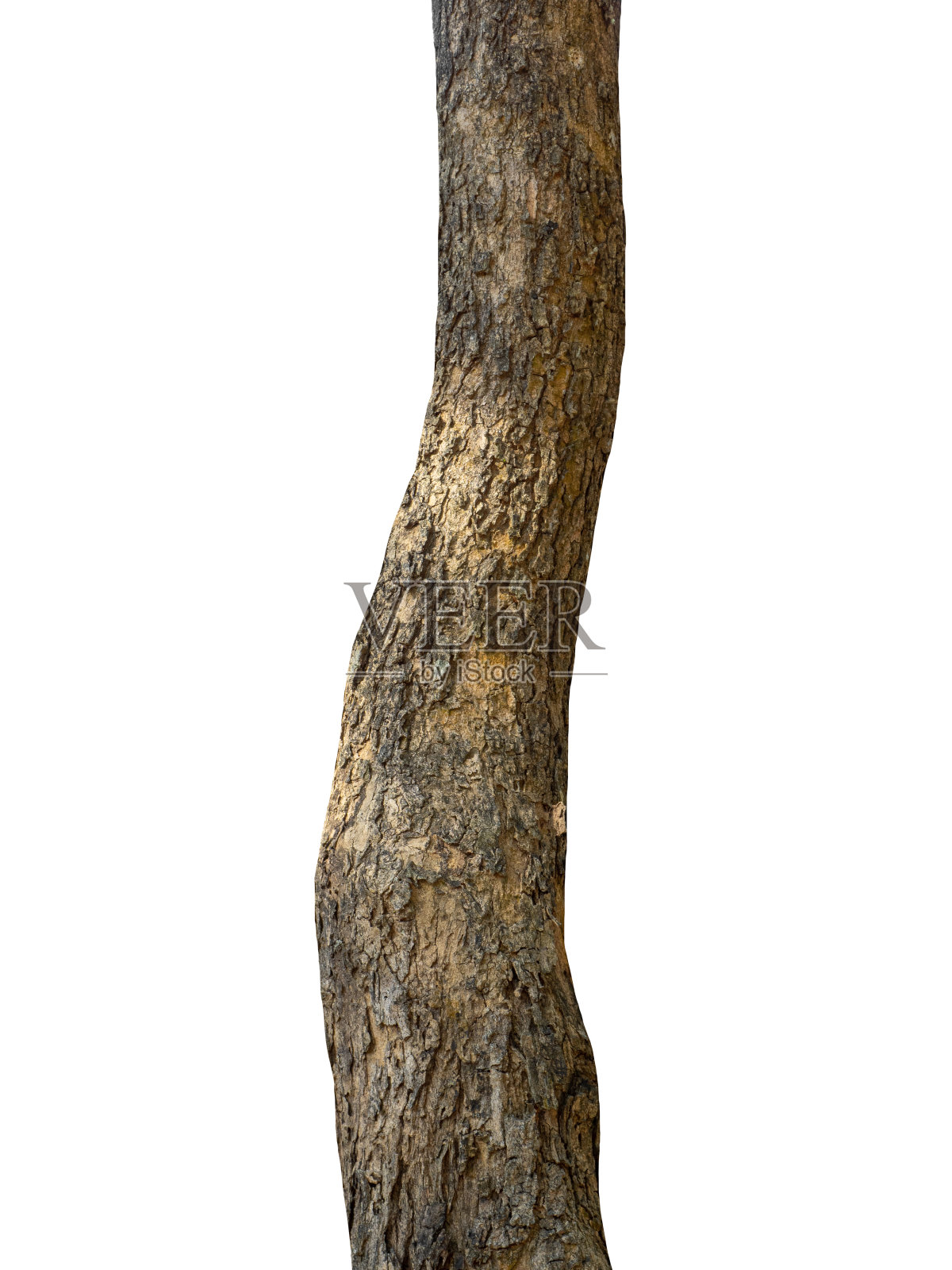 树干孤立在白色背景上的一棵树照片摄影图片