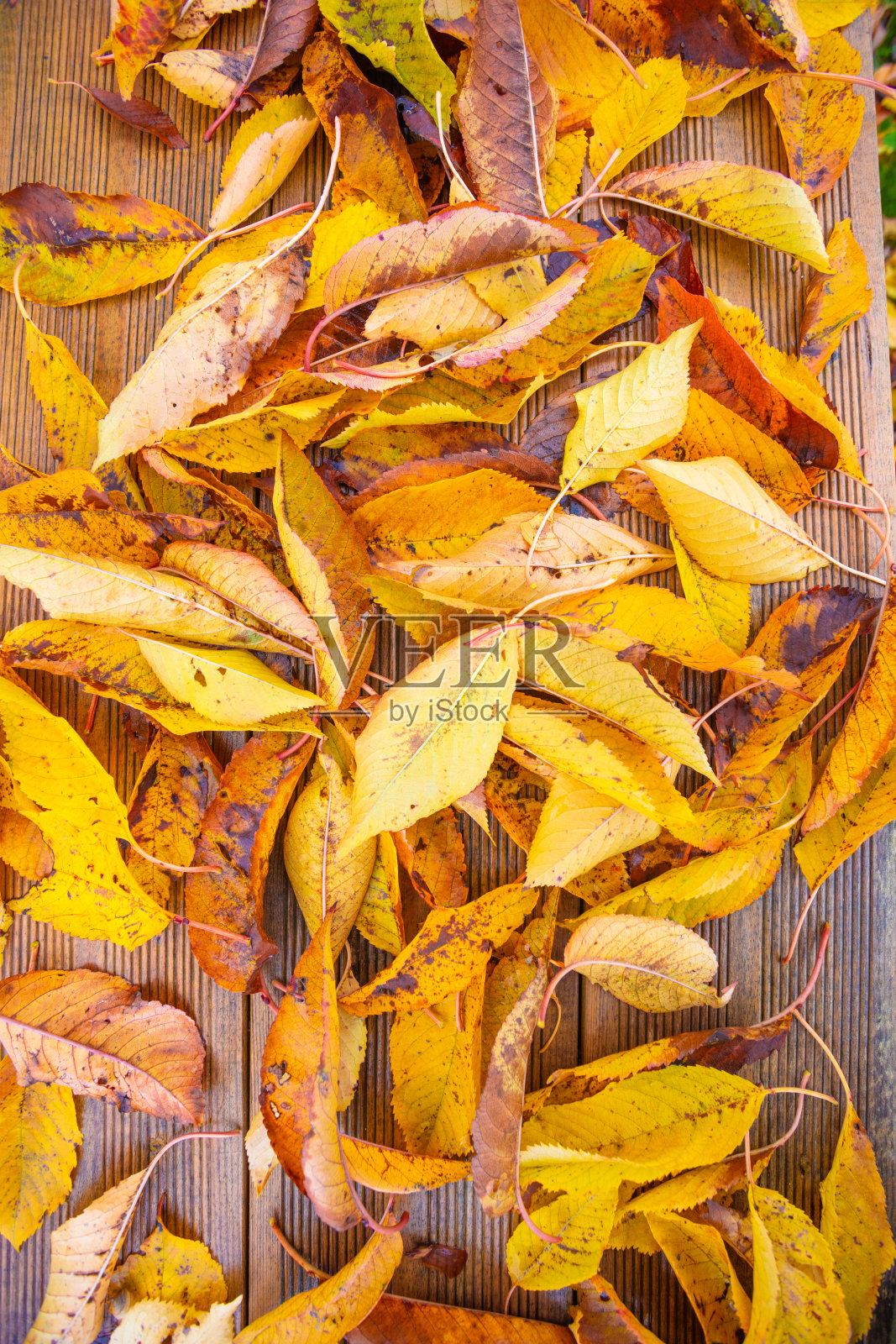 有许多五彩缤纷的秋叶的木凳照片摄影图片