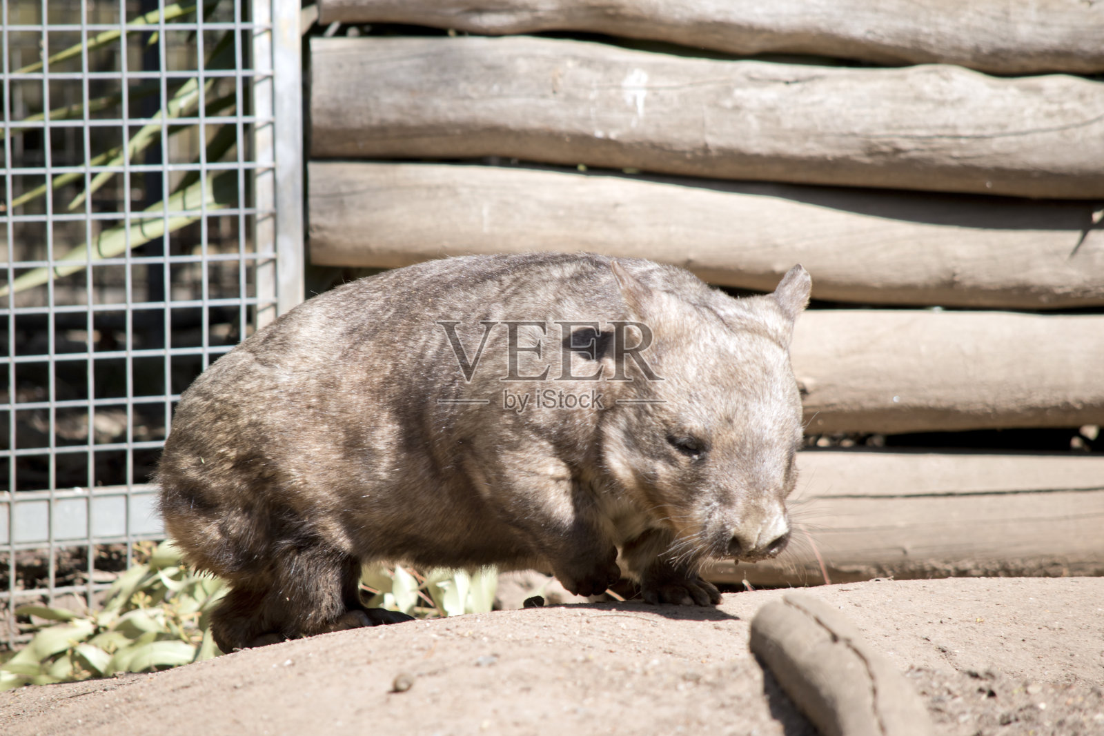 毛鼻袋熊是一种生活在地下的有袋类动物照片摄影图片