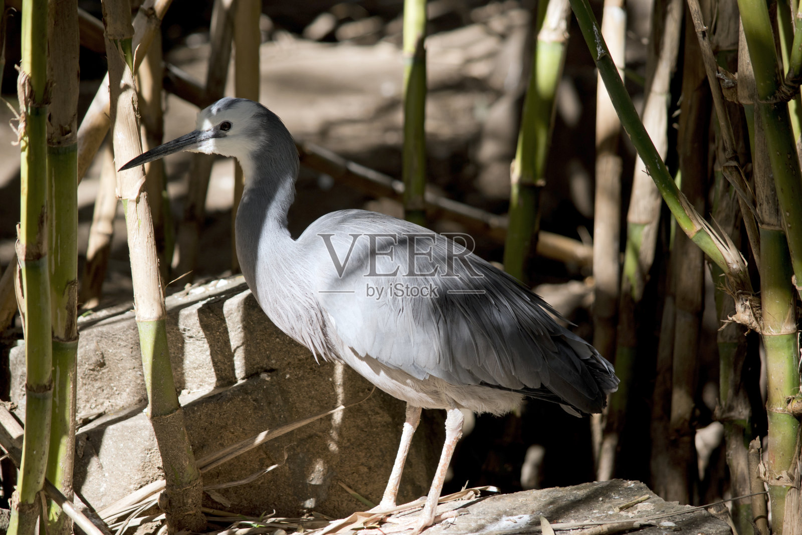 白脸鹭在阴凉处照片摄影图片