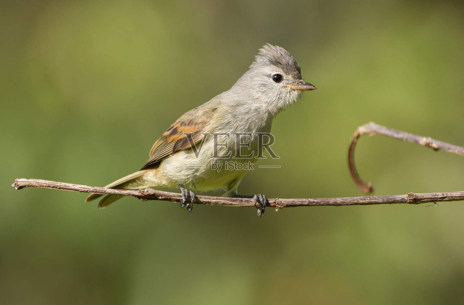 南部Beardless-Tyrannulet照片摄影图片