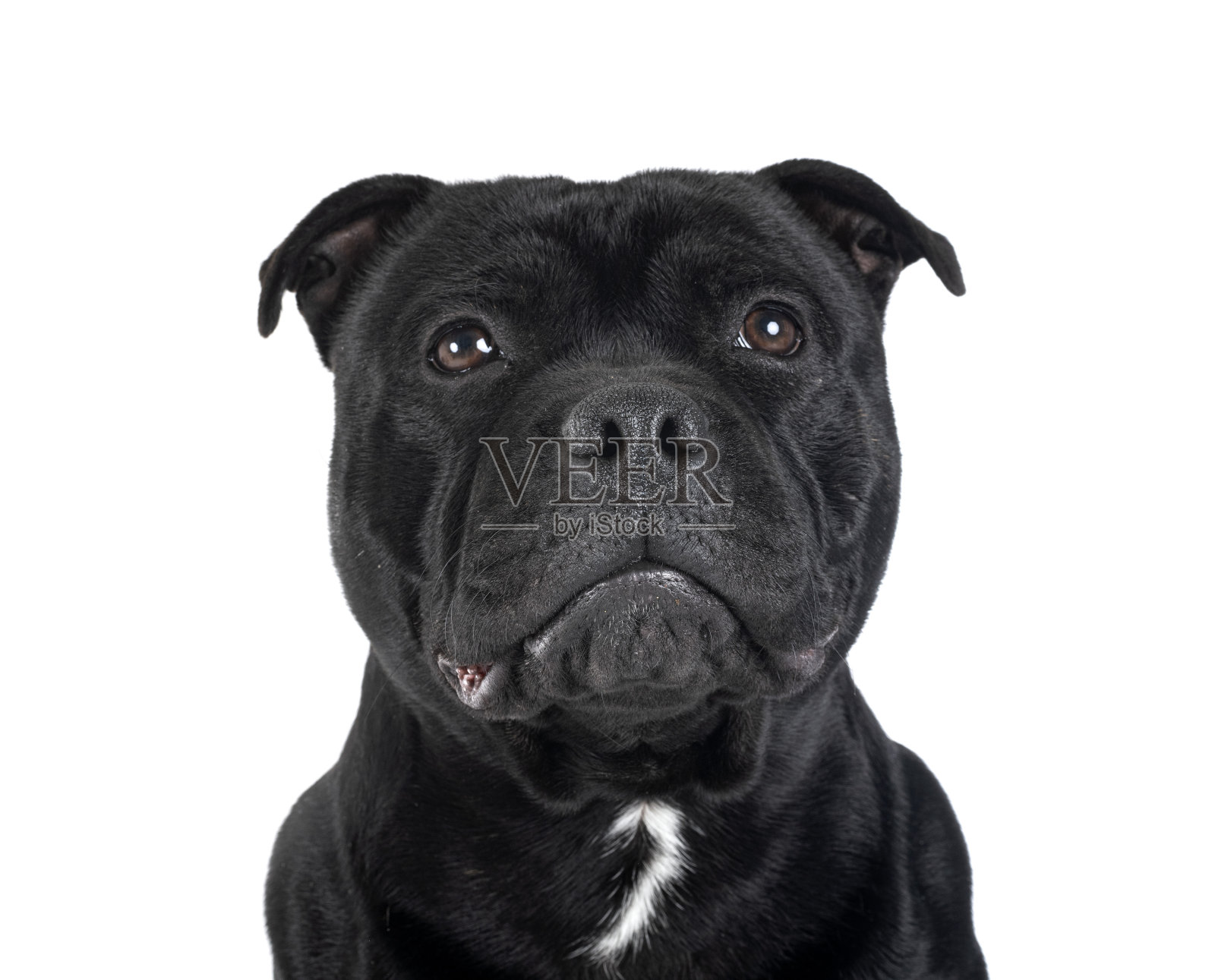 斯塔福郡斗牛梗照片摄影图片