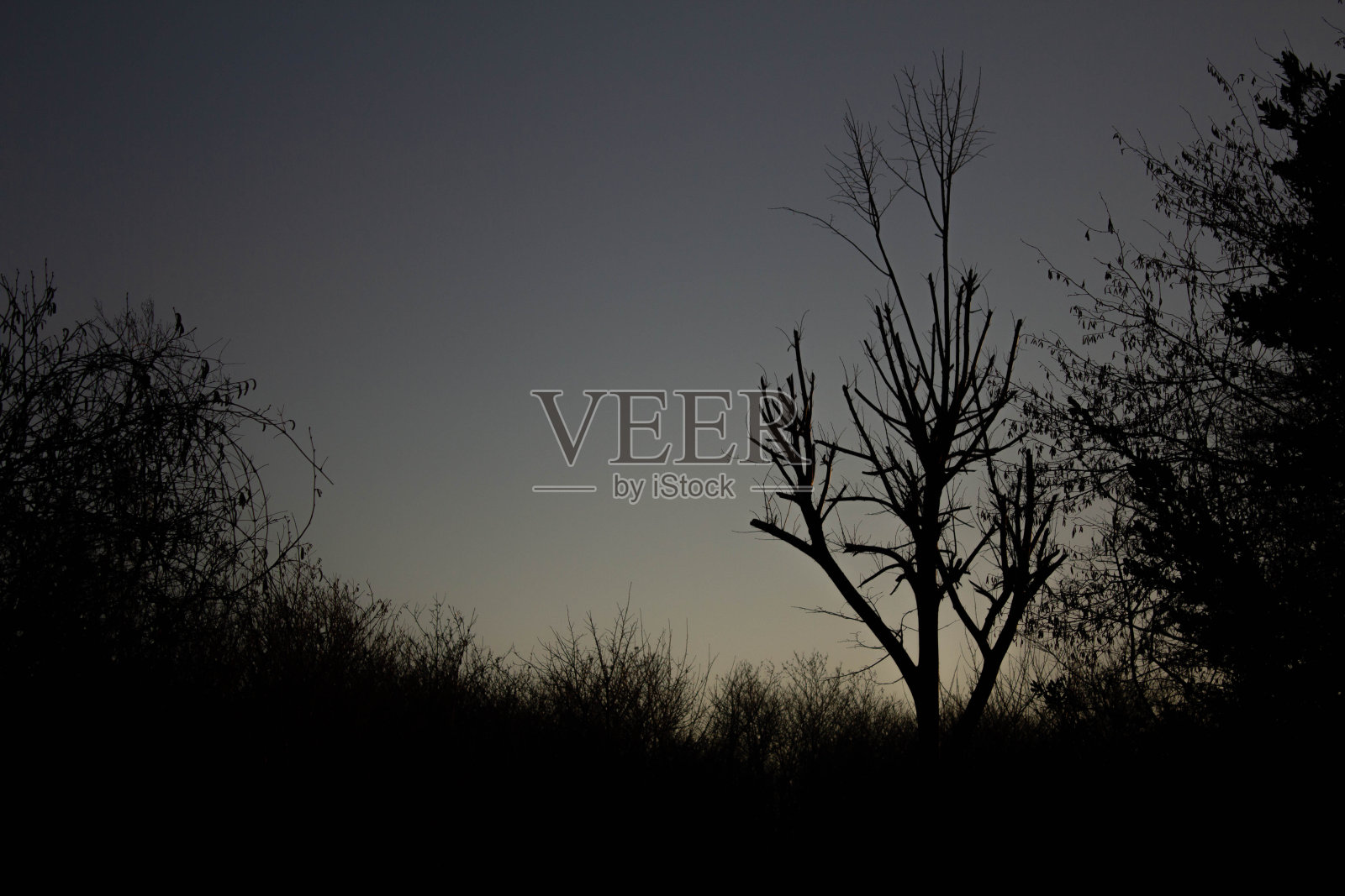 林地照片摄影图片