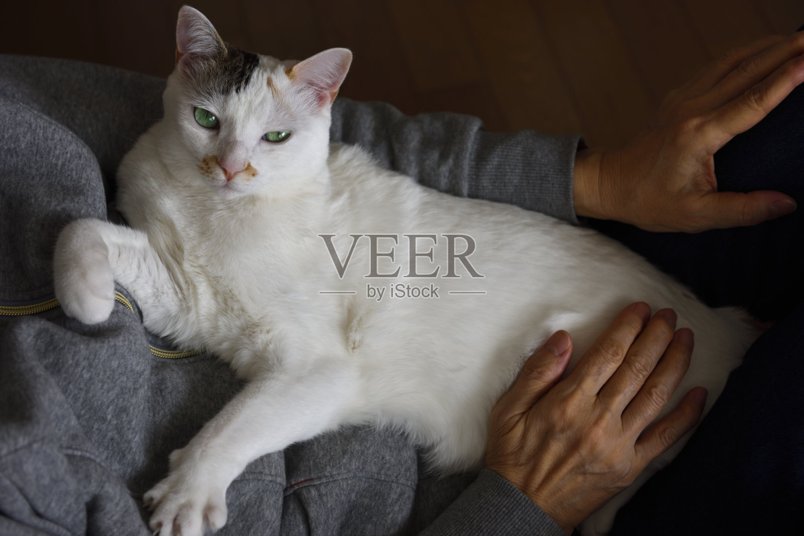 幸福的小白猫在她主人的怀里照片摄影图片