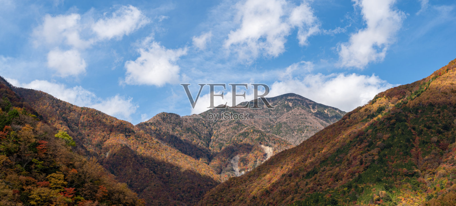 秋天树叶照片摄影图片