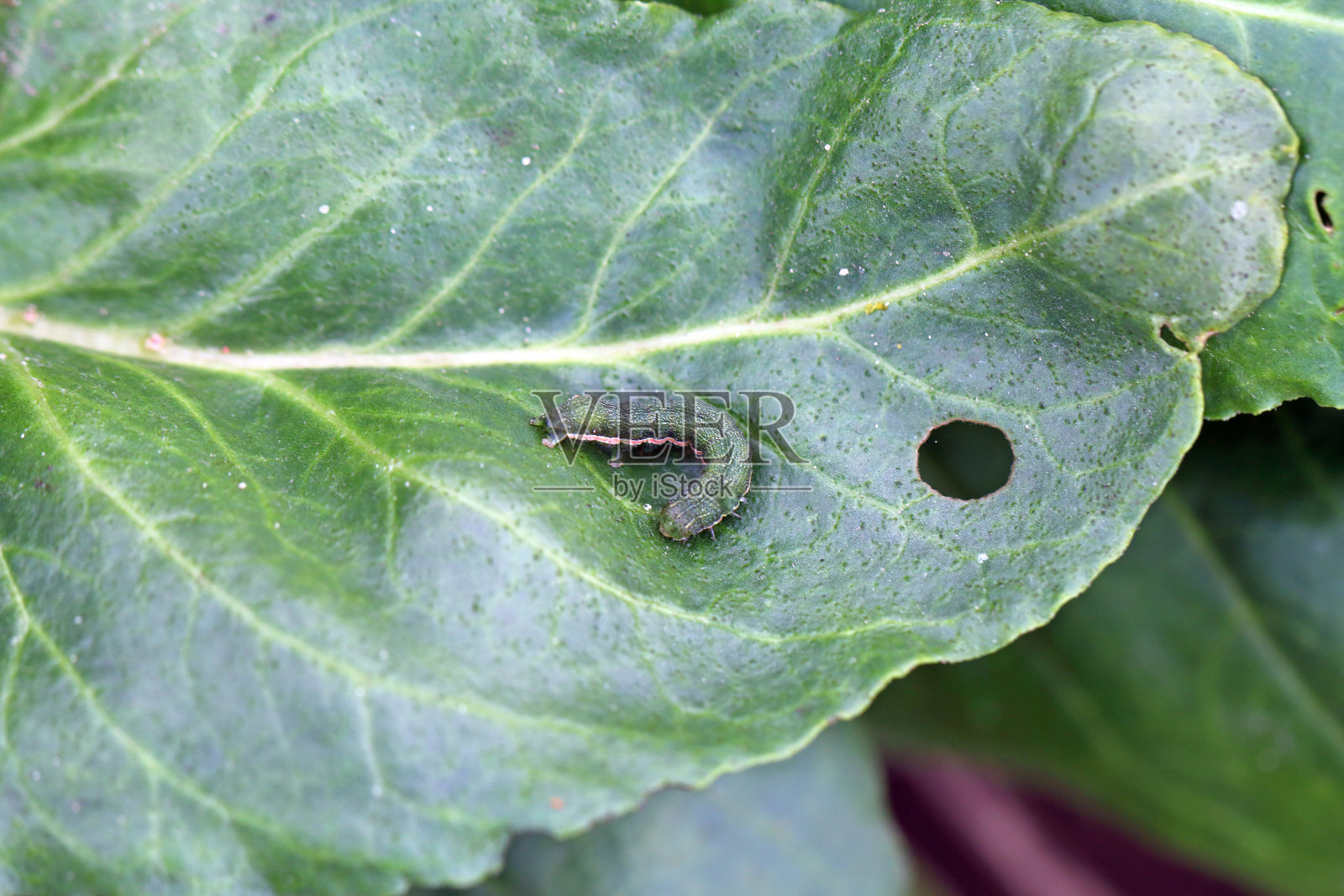 卷心菜蛾(卷心菜科)在甜菜叶上的幼小毛虫。照片摄影图片