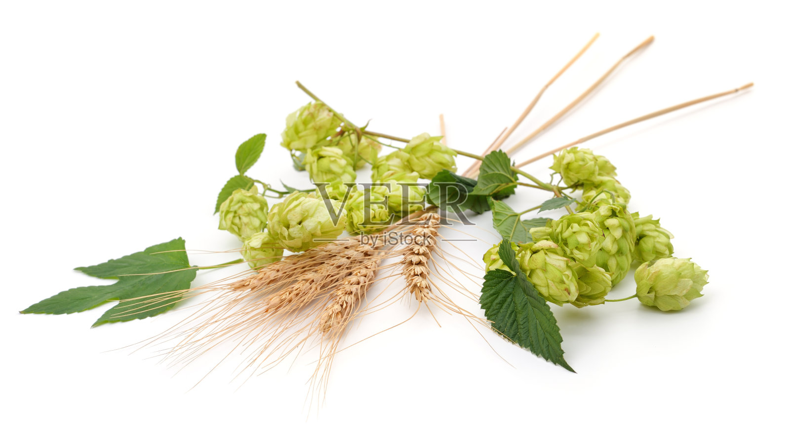 绿色的啤酒花和小穗。照片摄影图片