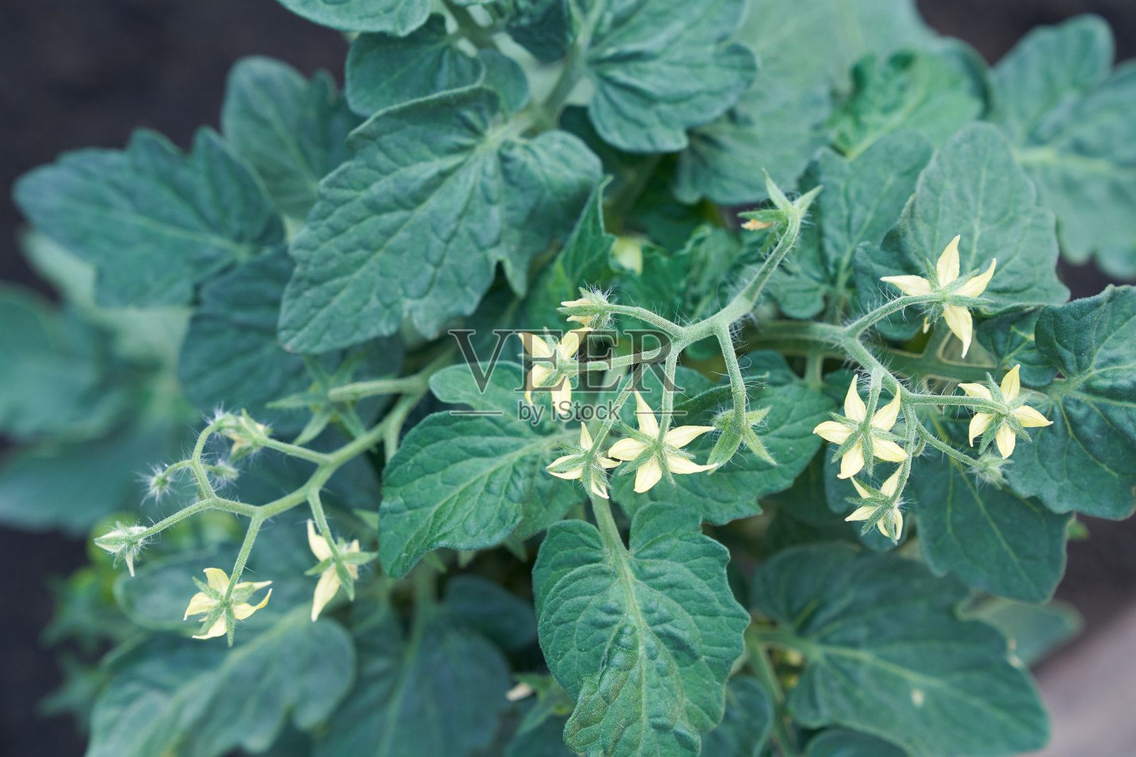 温室里的圣女果在树枝上成熟了。园艺，回归自给农业。照片摄影图片