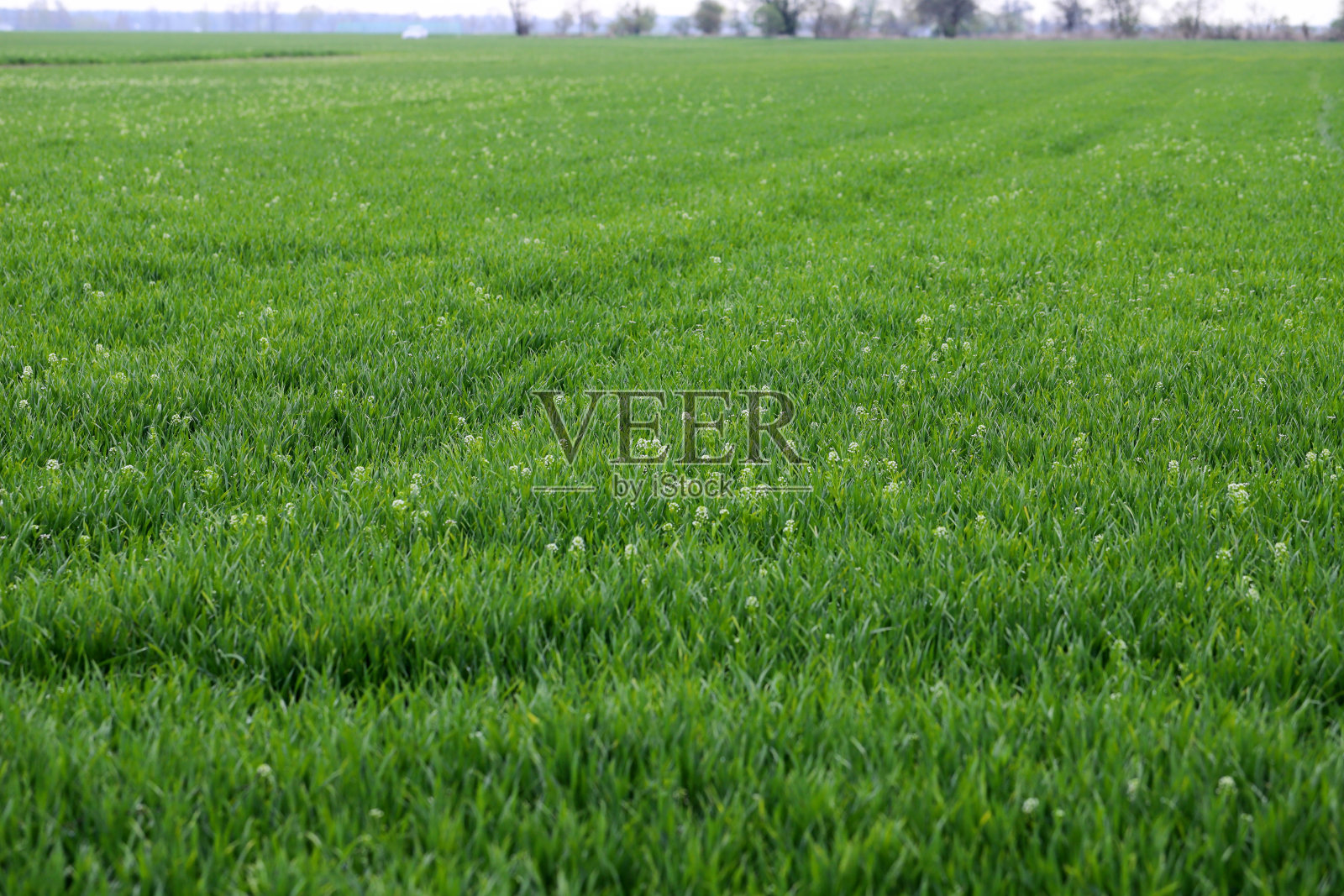 谷物作物由荠菜除草，被称为荠菜。在农业和园艺作物中广泛分布和常见的杂草。照片摄影图片