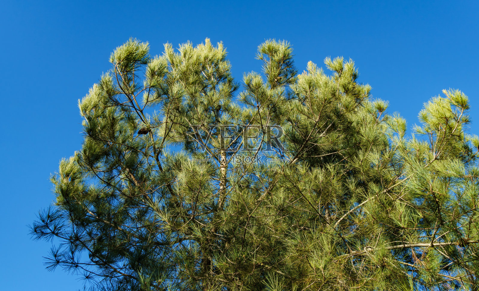 皮松(Pinus brutia pityusa)是卡拉布里亚或土耳其松(Pinus brutia)的一种，有很长的针叶，在蓝色的天空中照片摄影图片