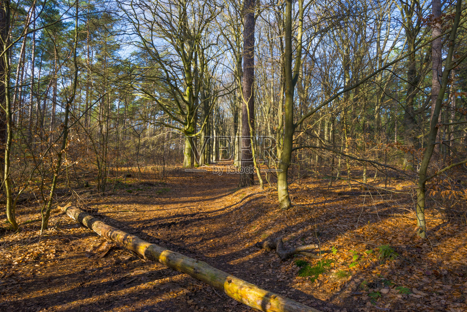 在冬天明亮的阳光下，五颜六色的森林里的树木照片摄影图片