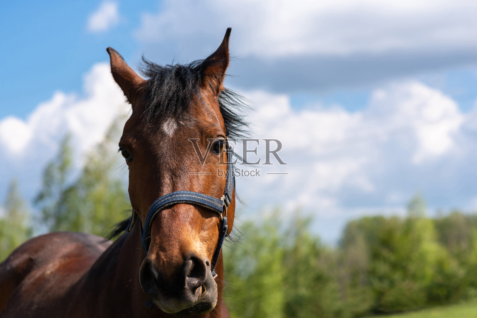 肖像马，棕色特写马。夏季，纯种马幼崽在绿色草地上摆姿势。马在夏天的自然。照片摄影图片