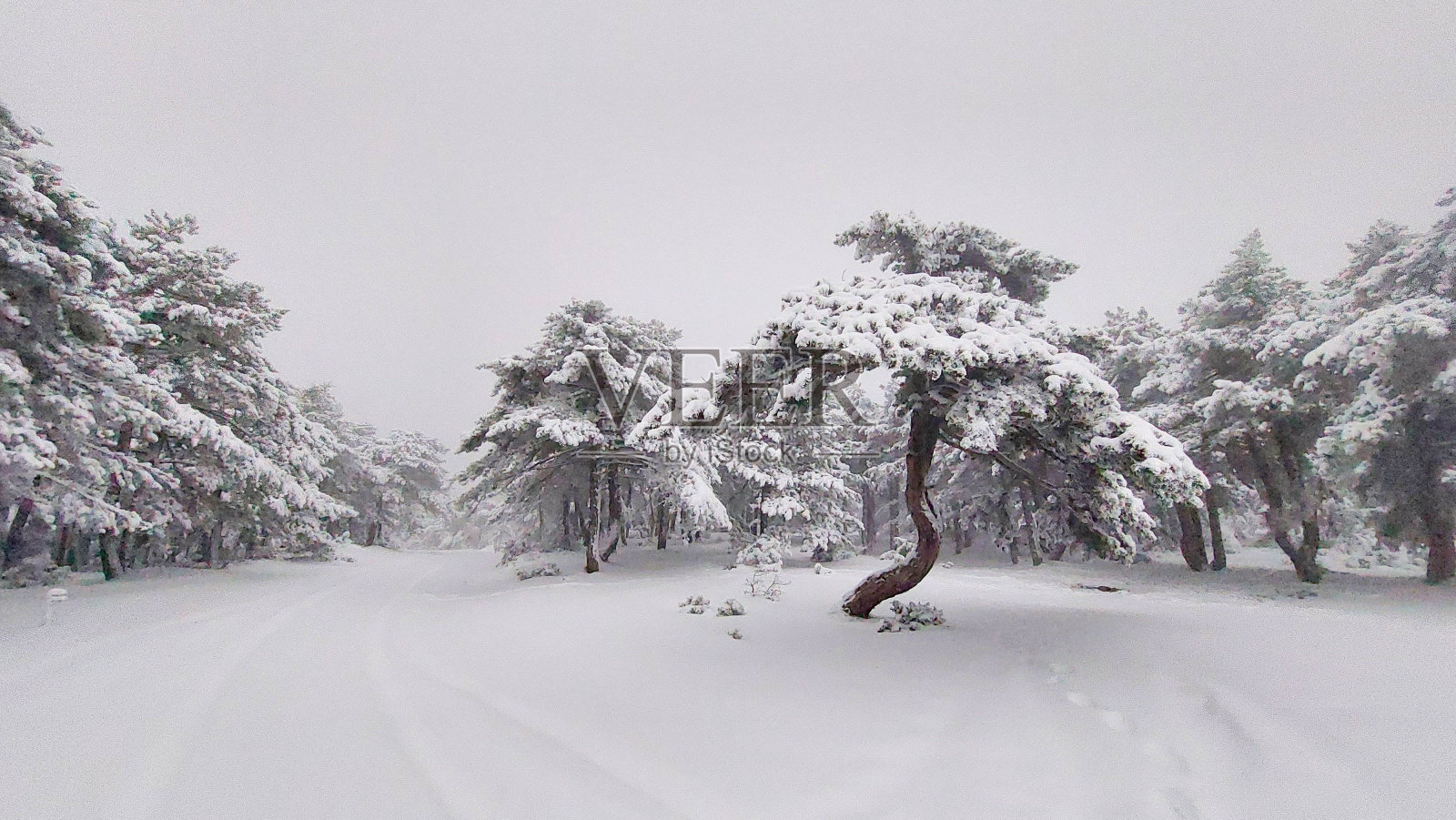 下雪的森林照片摄影图片