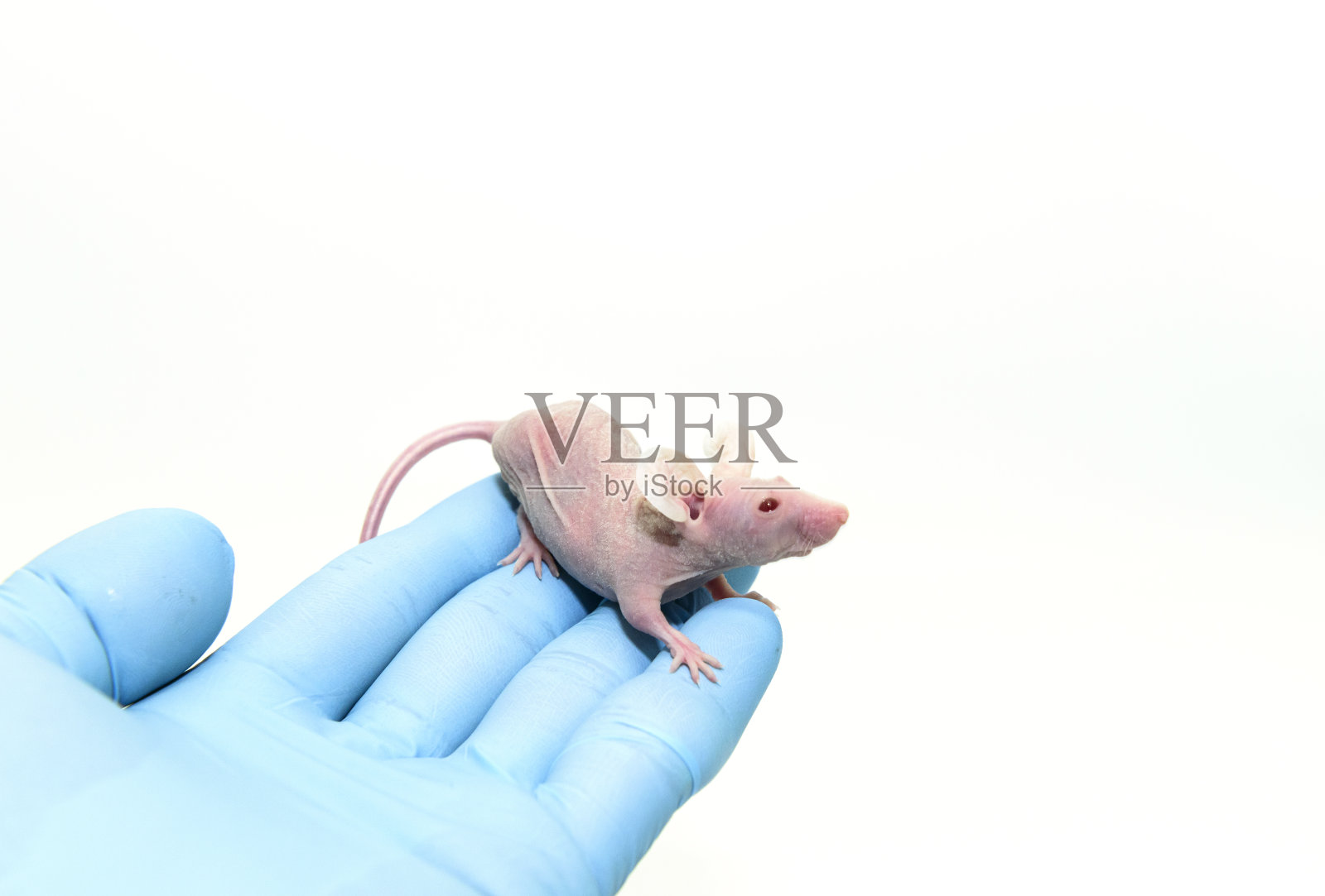 在实验室里科学家的手上有一只免疫缺陷的裸鼠照片摄影图片