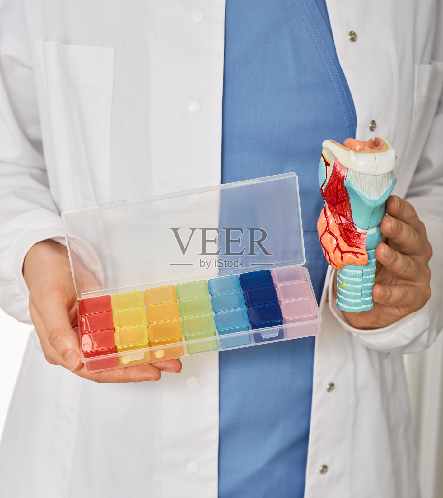 保健中的甲状腺健康概念。甲状腺解剖模型和药丸组织者内分泌学家的手，特写照片摄影图片