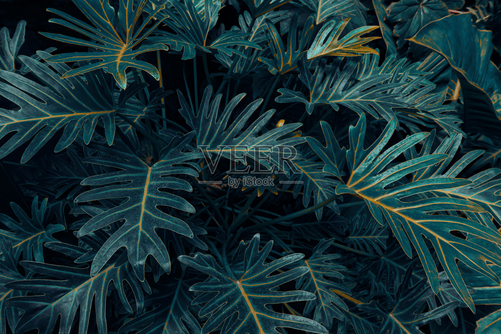 热带植物，深色自然背景照片摄影图片