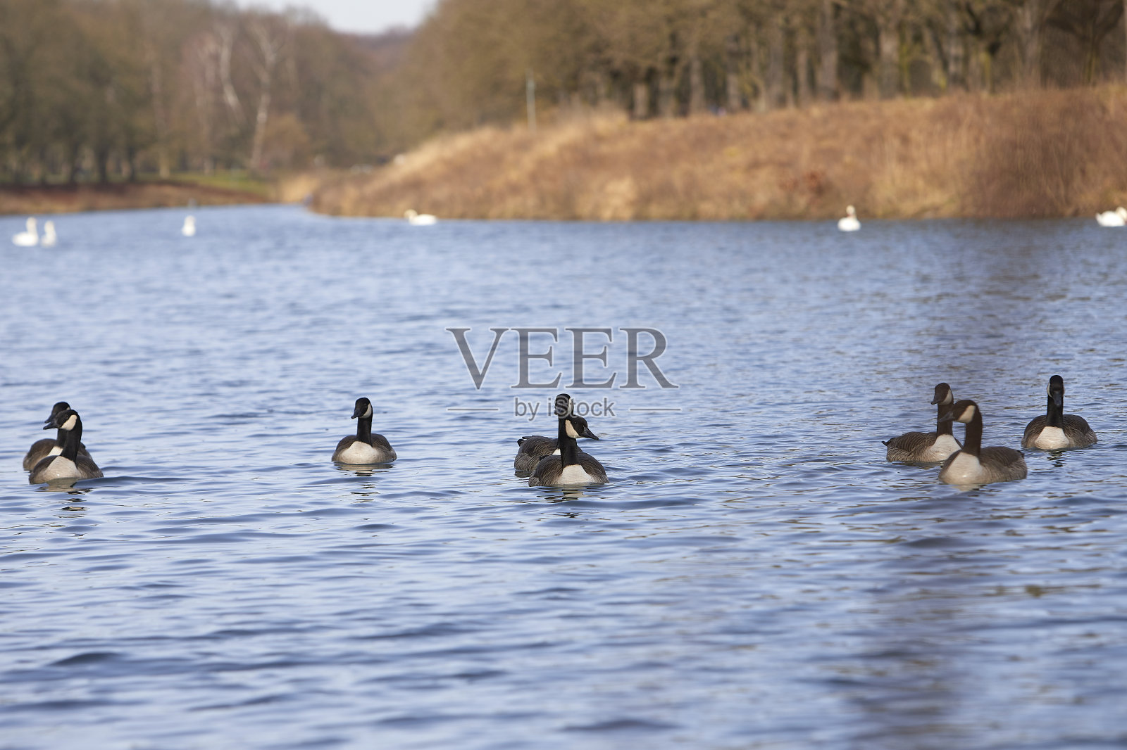 一群加拿大鹅正在湖上游泳照片摄影图片