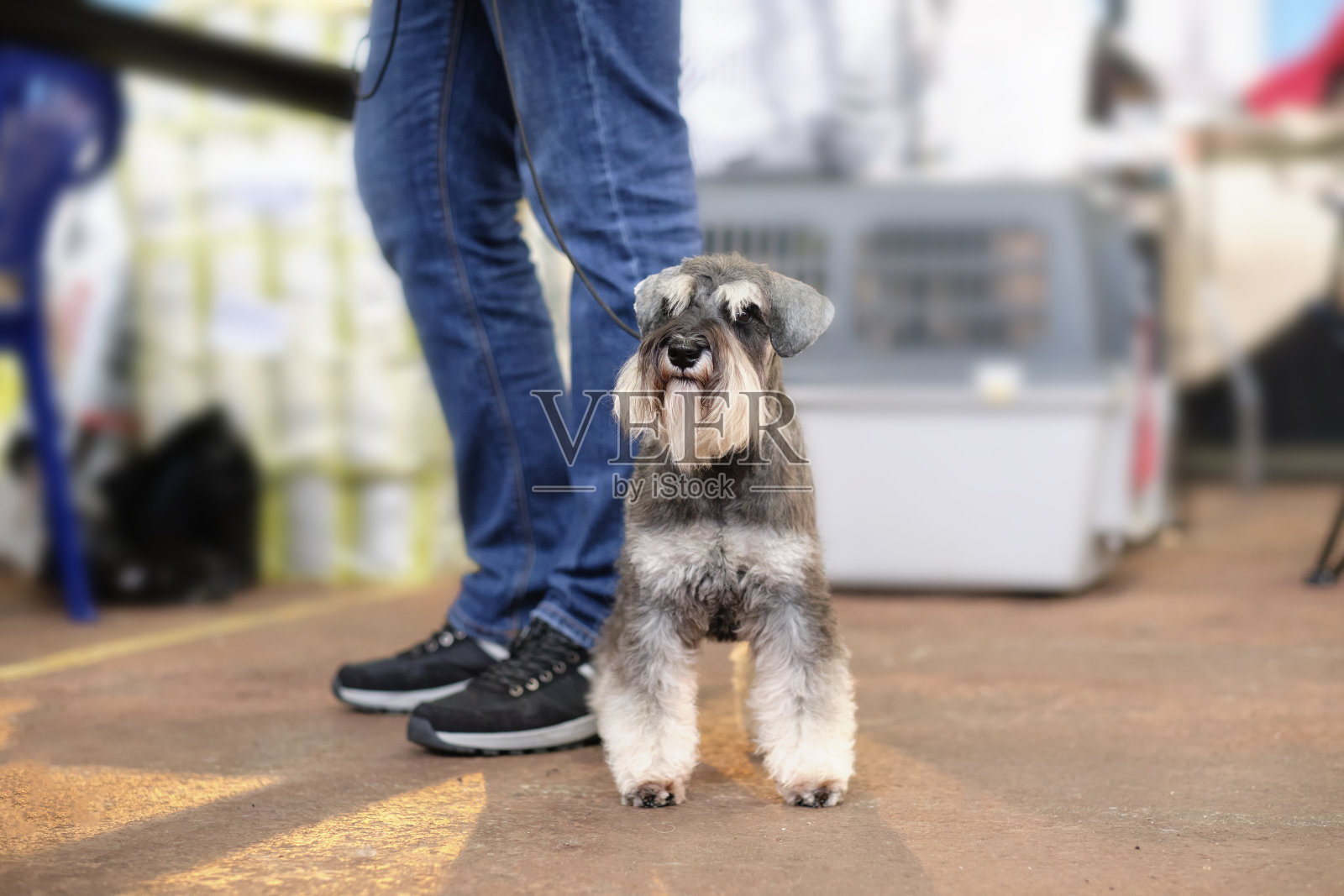 一只灰白色的雪纳瑞犬站在一个穿着牛仔裤的男人的脚边照片摄影图片