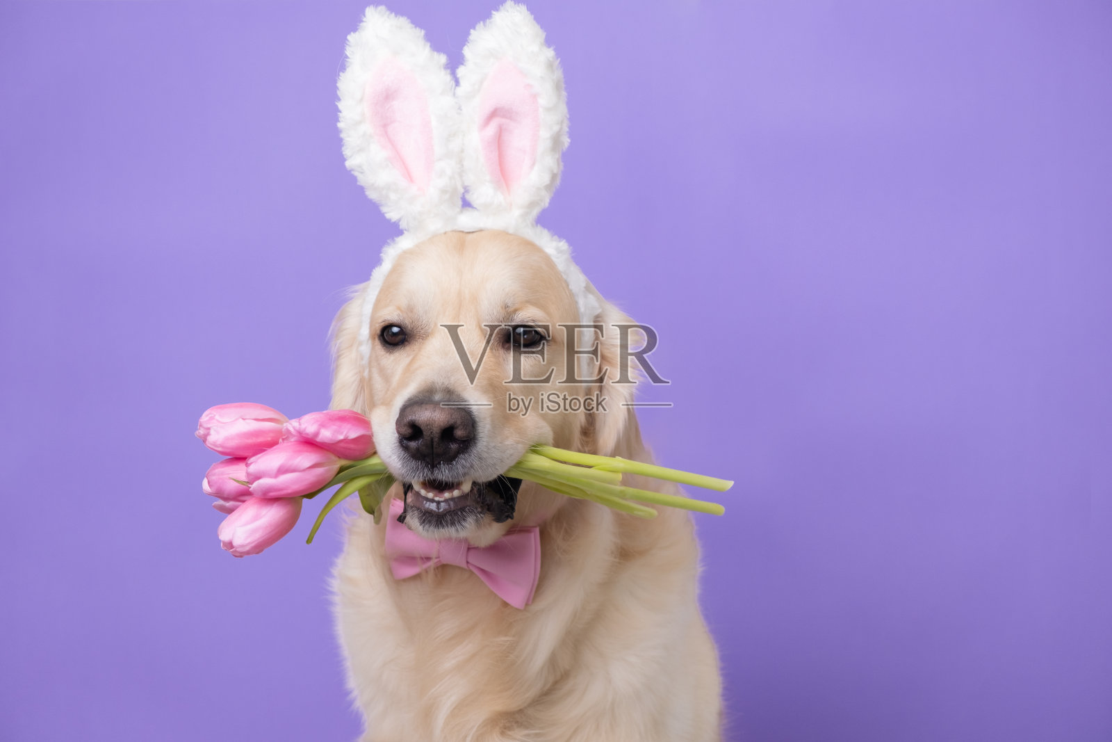 穿着复活节兔子装的狗和郁金香。长着粉红色兔耳的金毛猎犬，浅紫色的背景上放着春天的花朵。复活节卡片。照片摄影图片