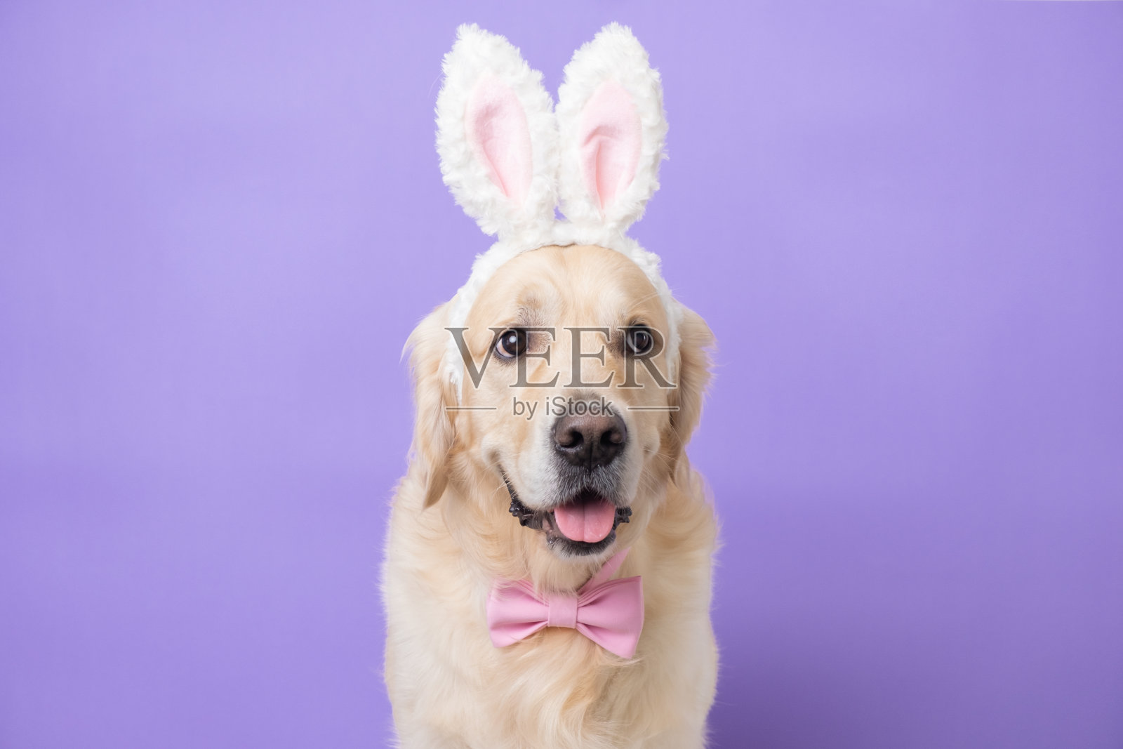 穿着兔子服装的狗坐在浅紫色的背景上。庆祝复活节的金毛猎犬看着相机，有文字的空间。带宠物的复活节卡片。照片摄影图片