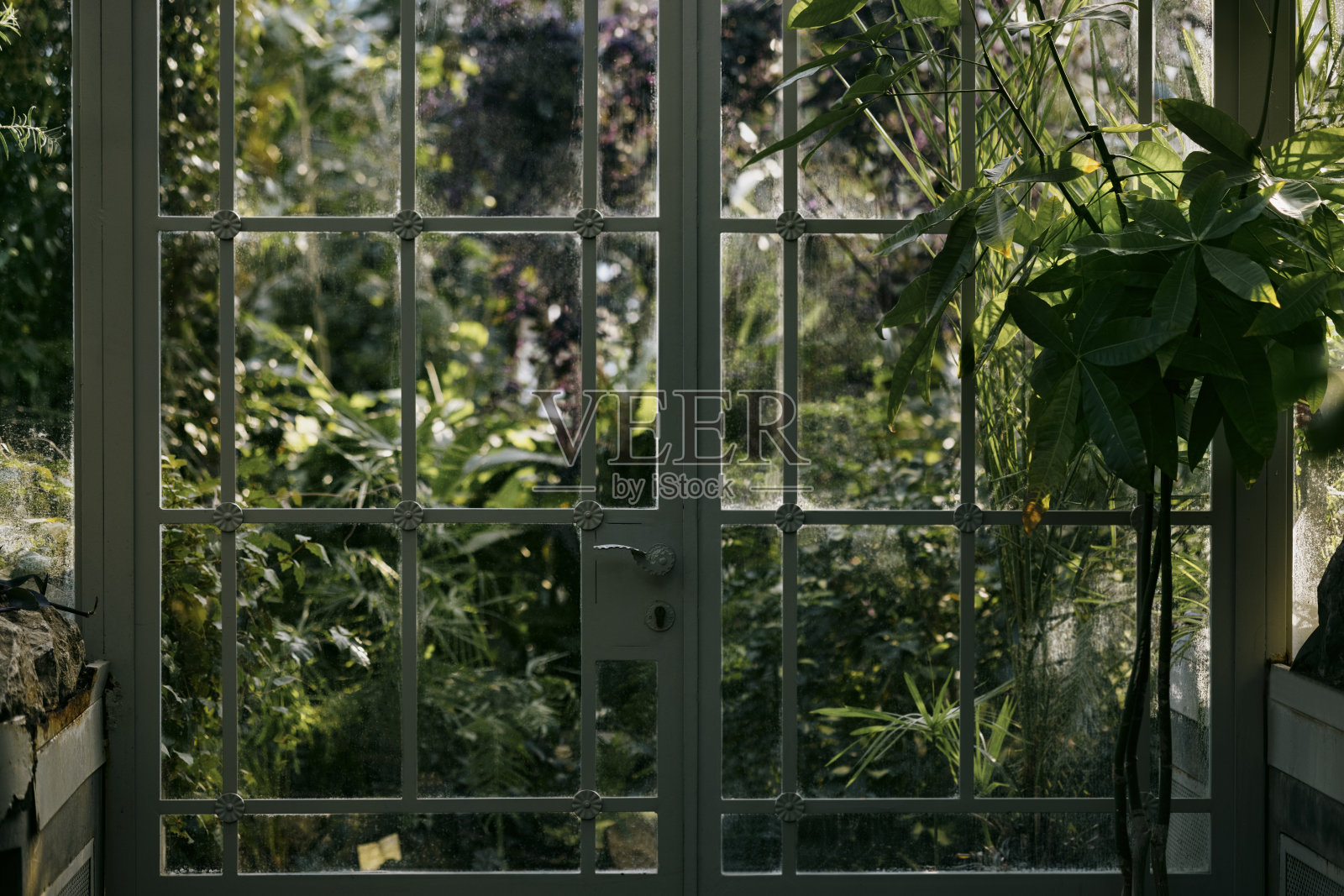 郁郁葱葱的城市植物园照片摄影图片