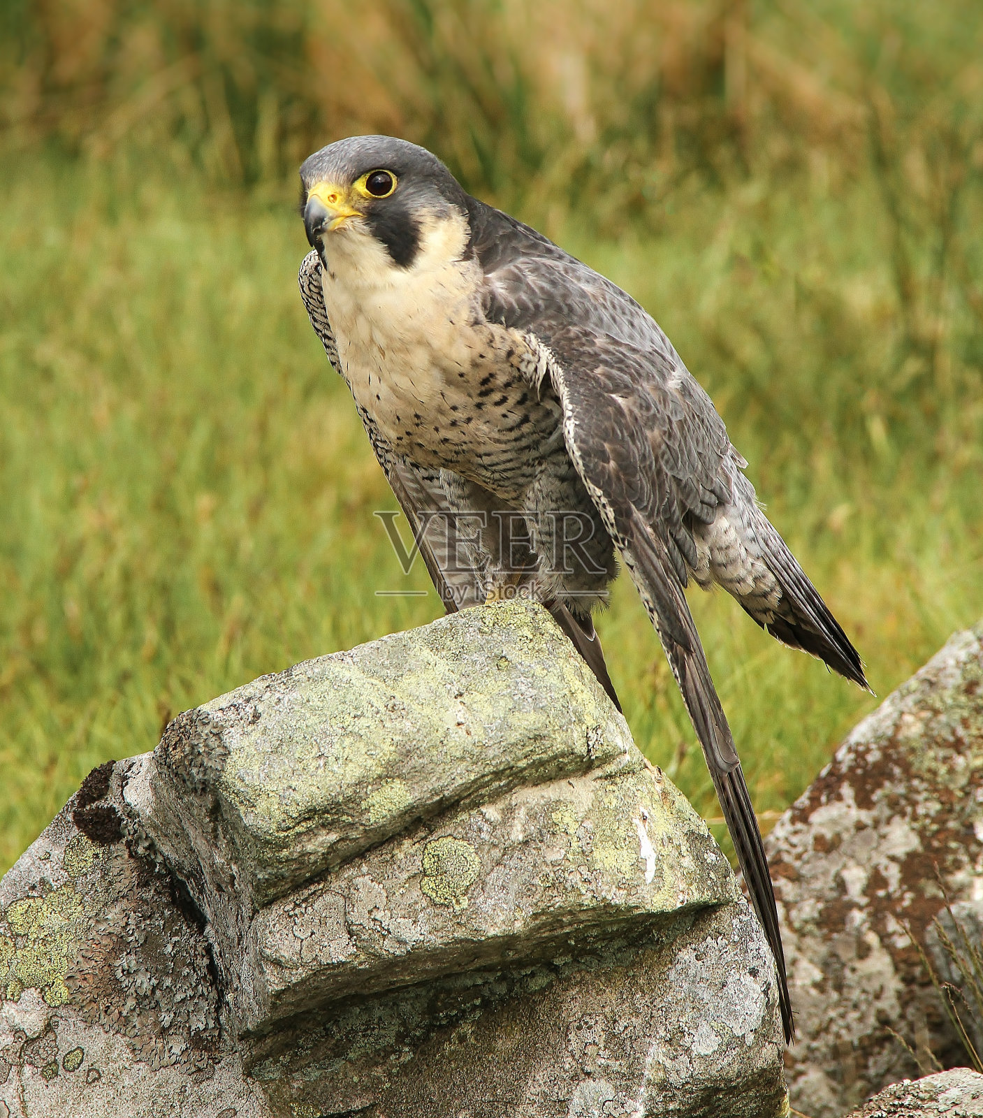 游隼栖息在天然沼泽栖息地的一块地衣覆盖的岩石上。靠近点，面朝左边。学名:鹰隼。照片摄影图片