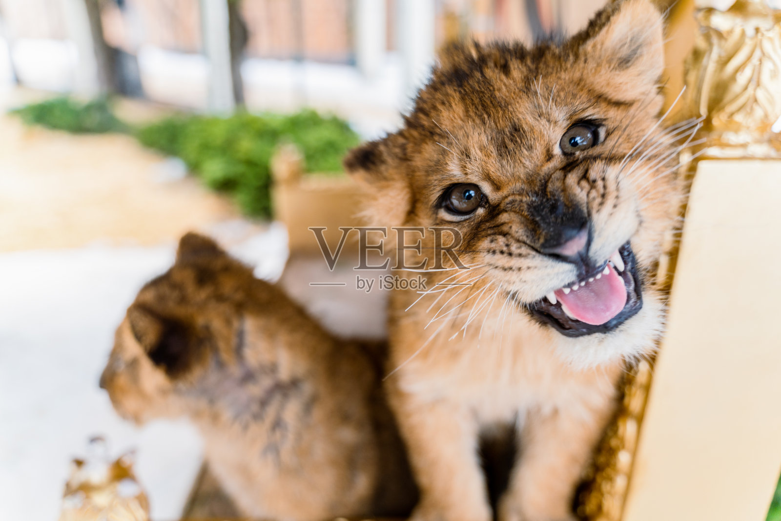 小狮子在咆哮照片摄影图片