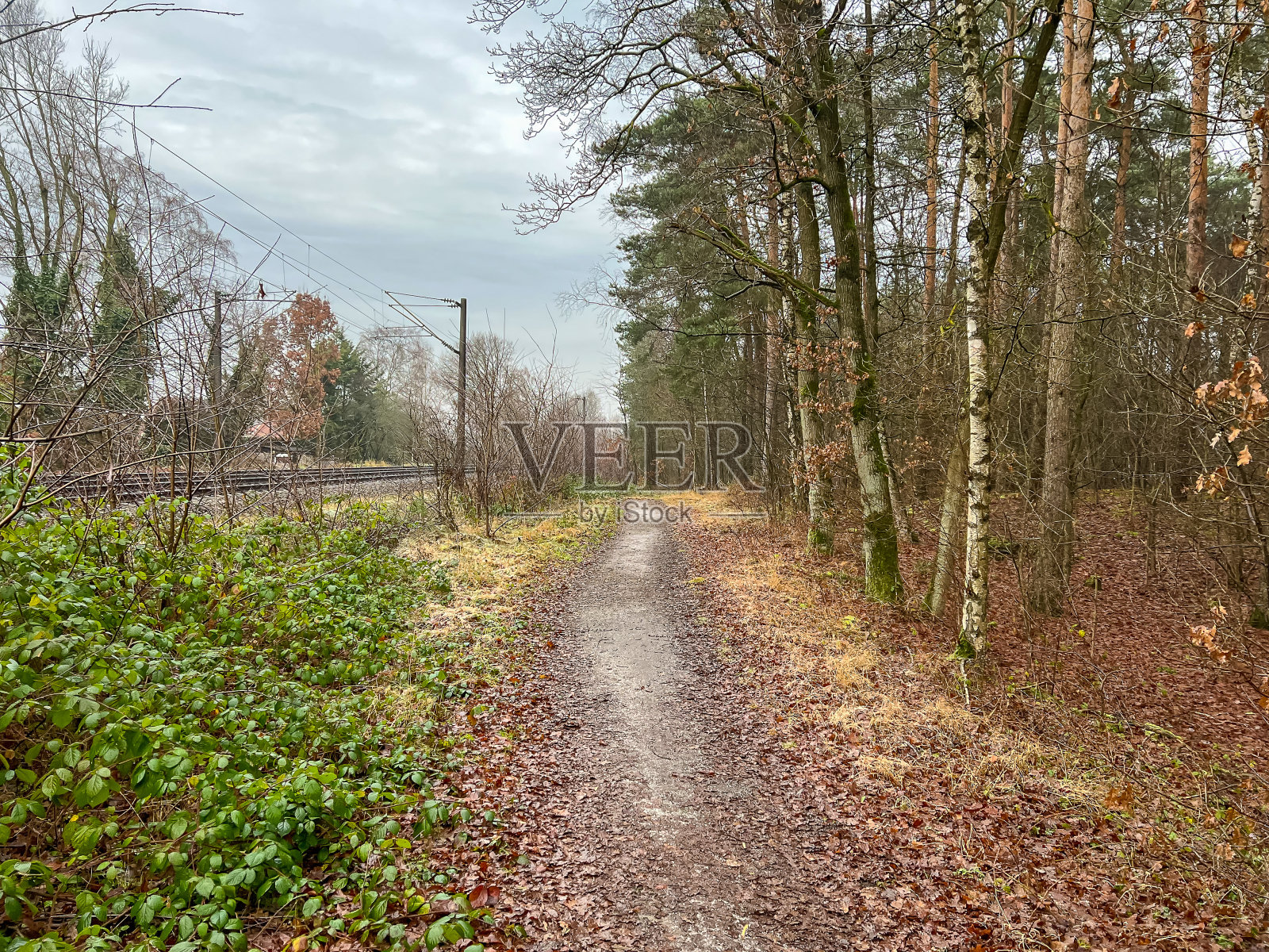 冬天，在铁路旁的森林中穿行。照片摄影图片