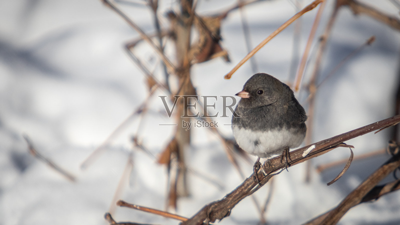 板岩芦苇，(hyemalis芦苇)，黑眼芦苇，黑眼芦苇。照片摄影图片