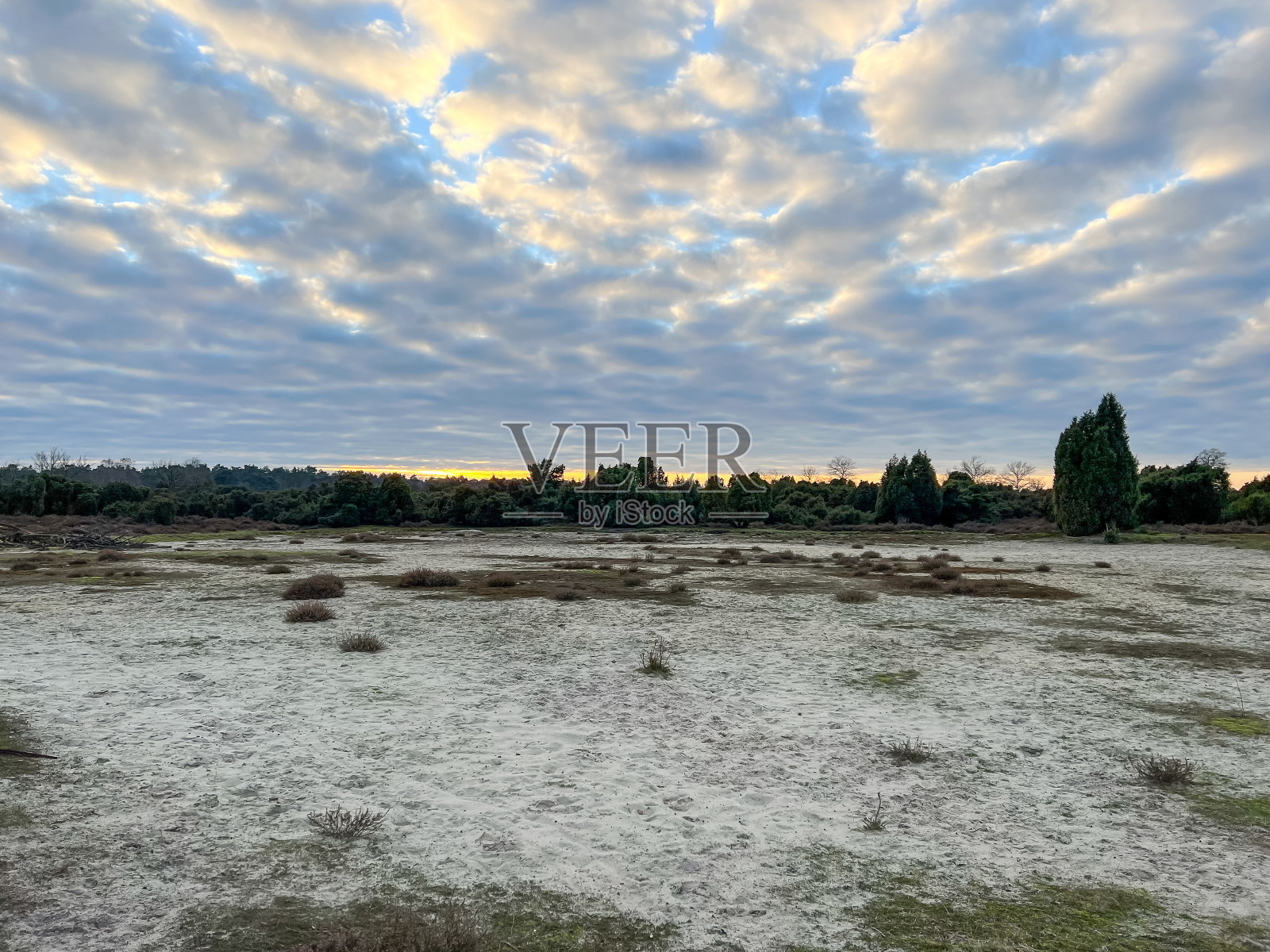 德国冬季寒冷天气下的石南荒原。照片摄影图片