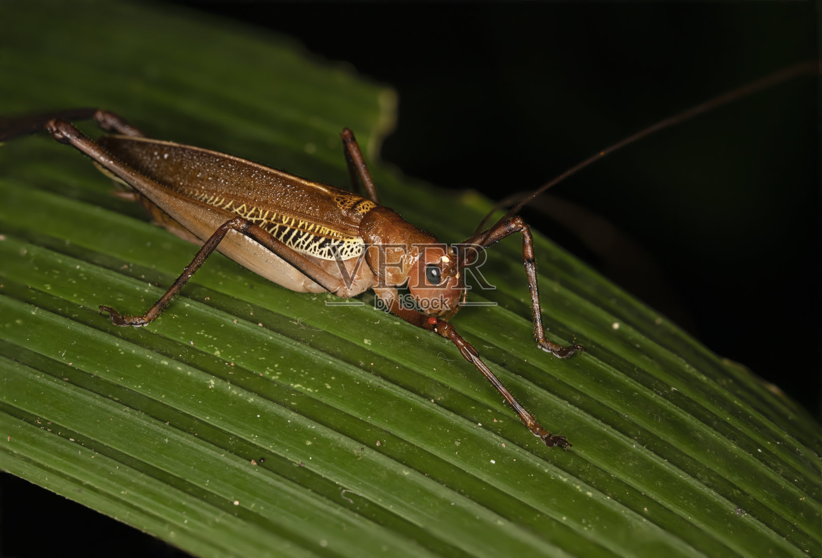 托尔图格罗的蟋蟀照片摄影图片