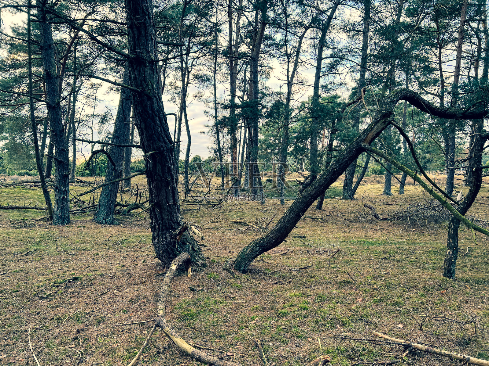 德国冬季寒冷天气下的石南荒原。照片摄影图片
