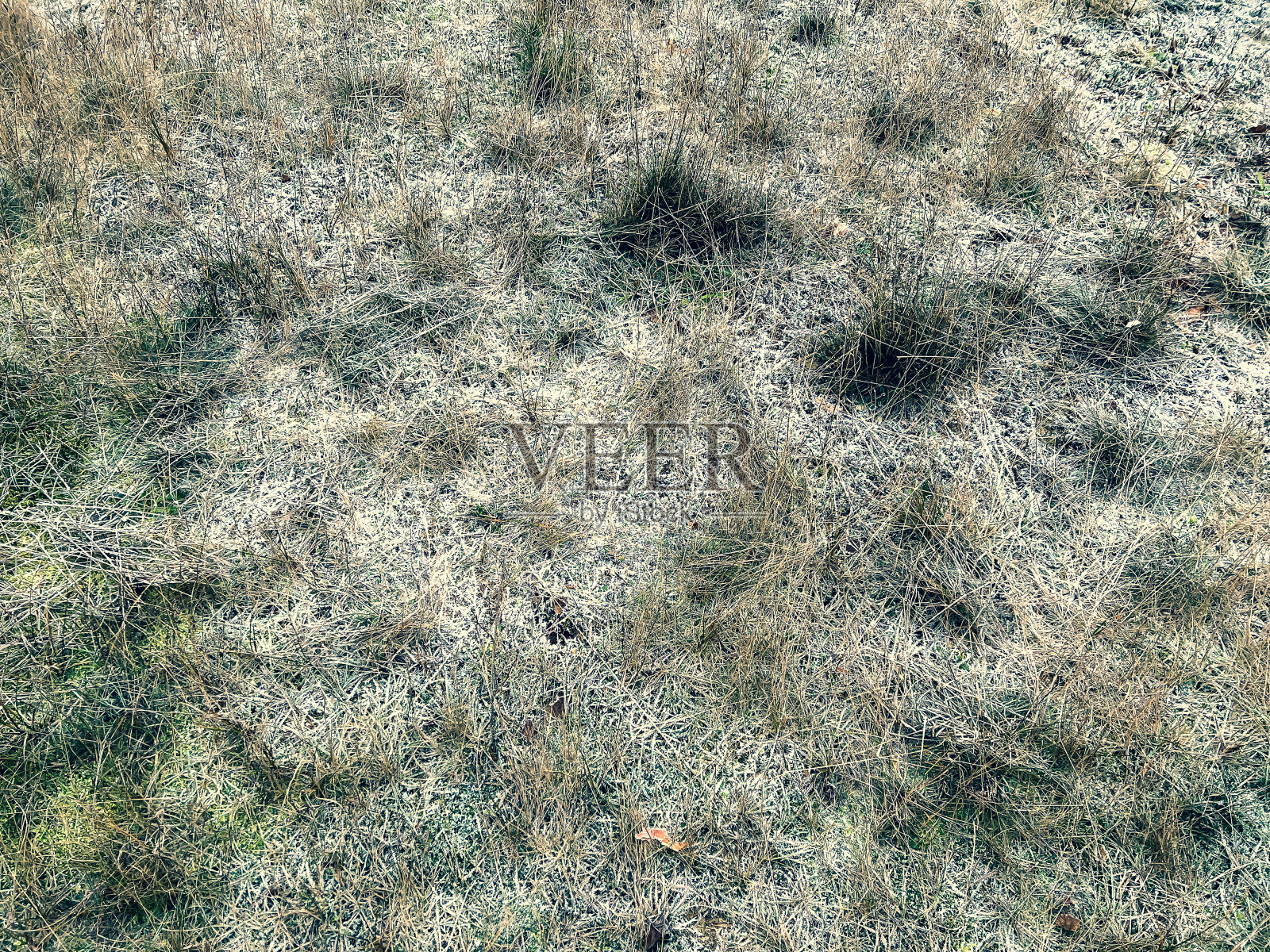 在寒冷的冬天，在德国的“林根”附近，可以看到石南荒原。照片摄影图片