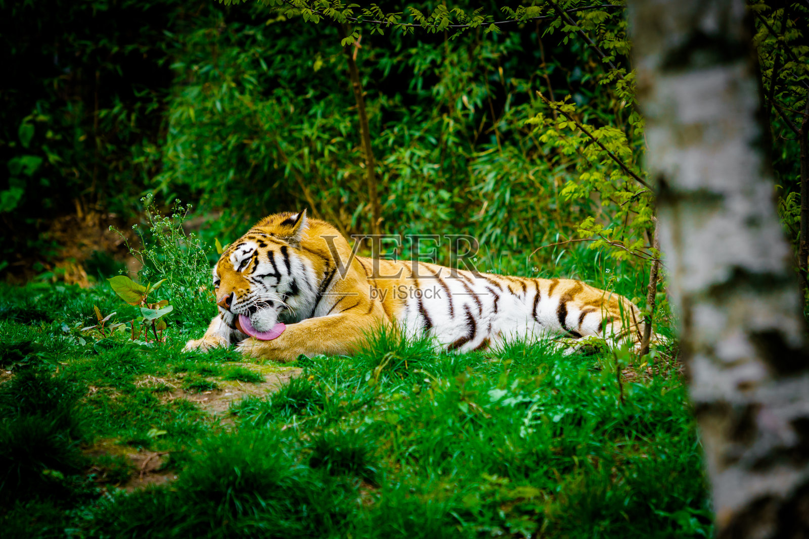 老虎躺在绿色的草地上照片摄影图片