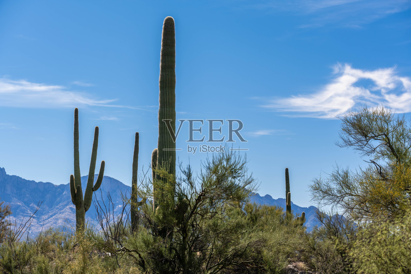 亚利桑那州图森市的一株细长的仙人掌照片摄影图片