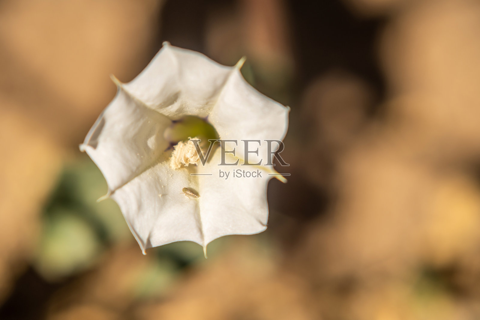 亚利桑那州图森市的田野里盛开着五颜六色的野花照片摄影图片