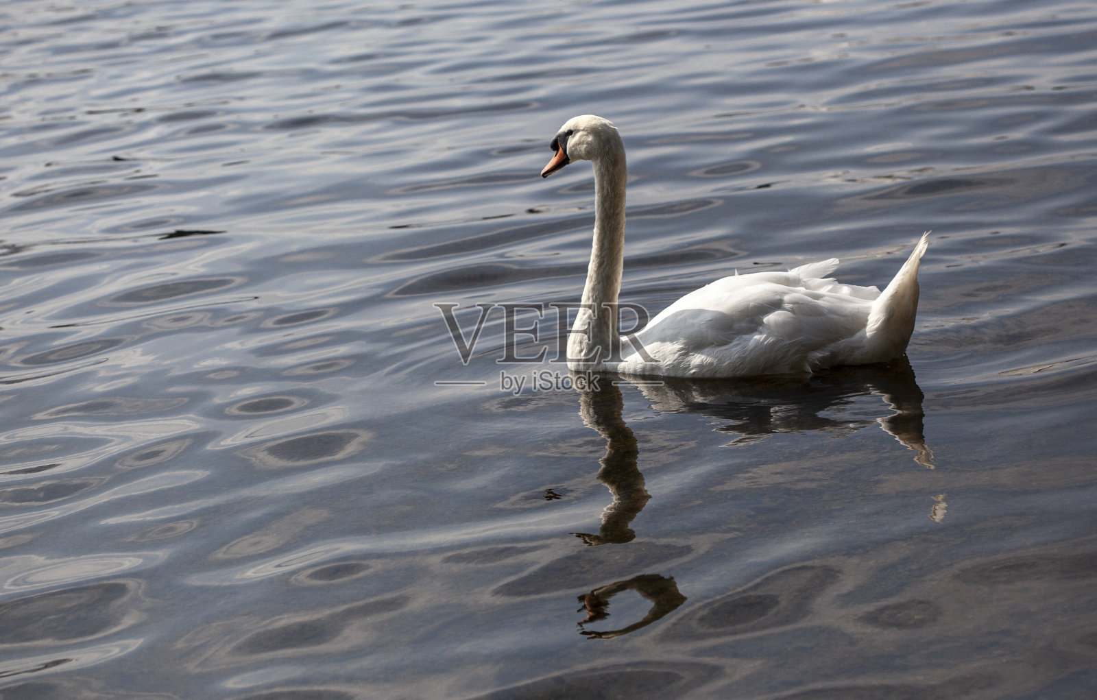 大天鹅照片摄影图片