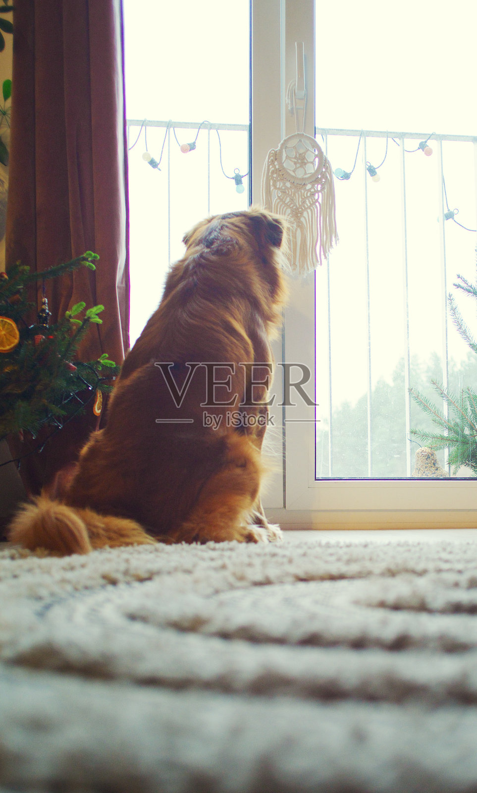纯种新斯科舍省鸣鸭金毛寻回犬在窗边等待主人。照片摄影图片