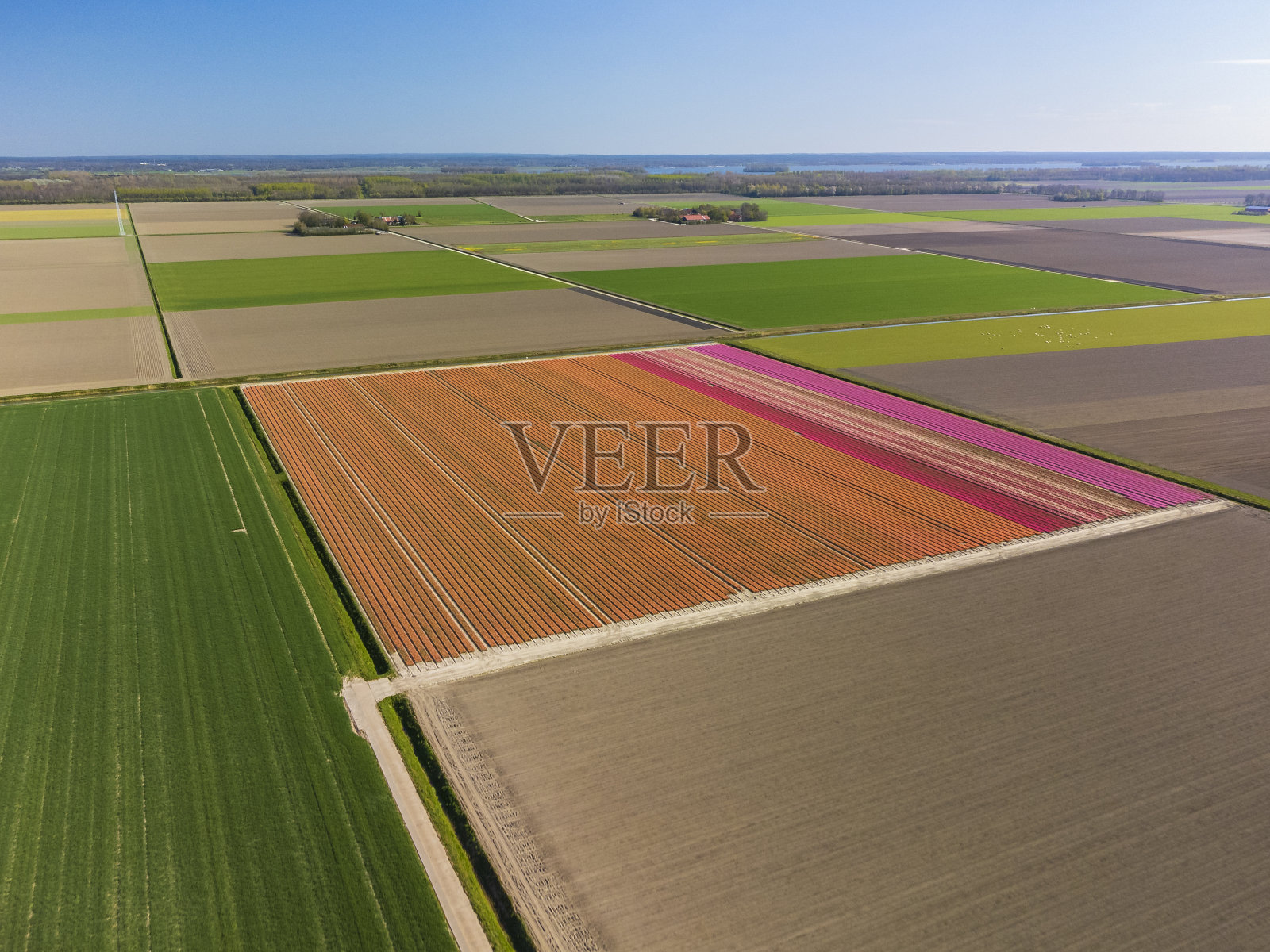 从空中俯瞰，郁金香生长在荷兰的农田里照片摄影图片