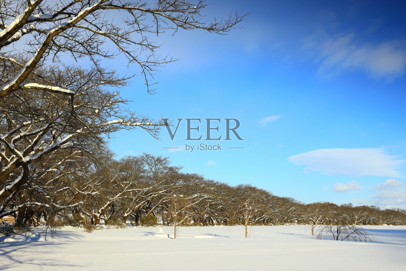 冬天一排排的樱花树照片摄影图片