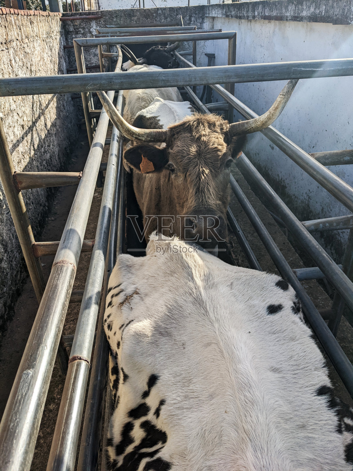 牛的粗放式管理体制照片摄影图片