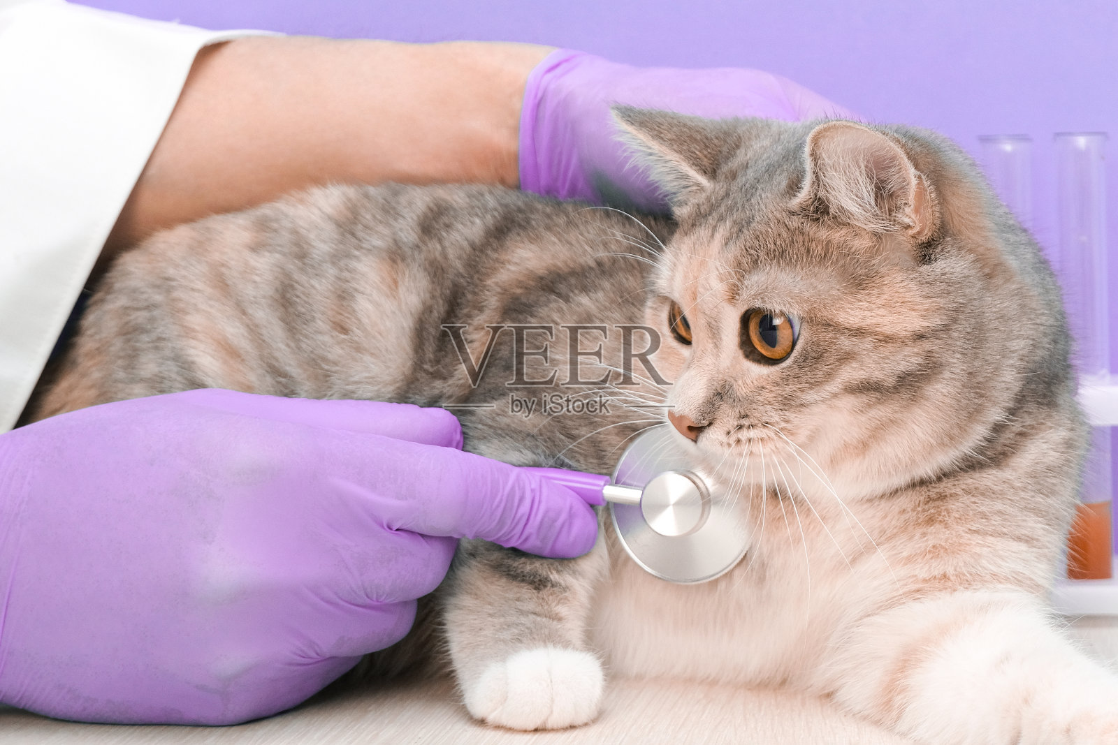 兽医在兽医诊所用听诊器听猫说话。照片摄影图片