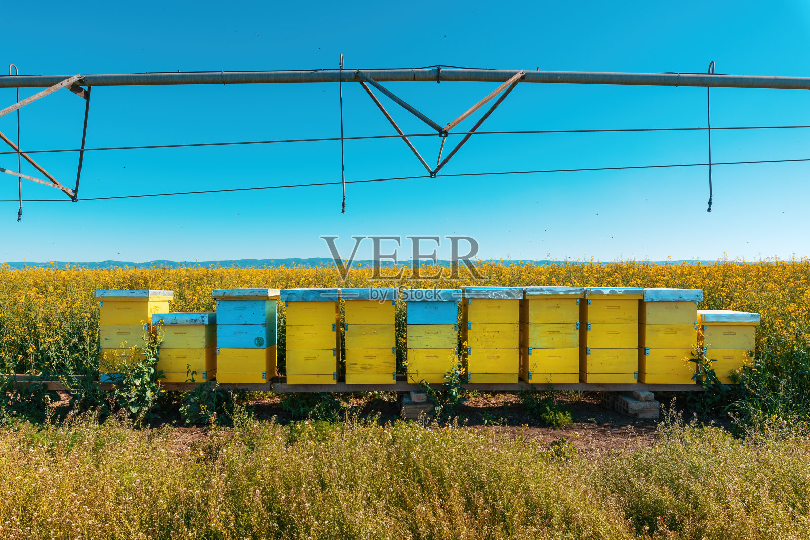 盛开的油菜籽田里的蜂箱，油菜籽种植园里的蜜蜂授粉照片摄影图片
