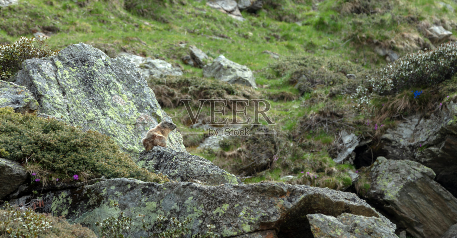 欧洲阿尔卑斯山的土拨鼠照片摄影图片