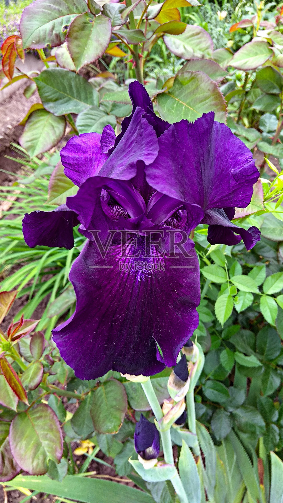 深紫色的鸢尾花靠在花坛上。照片摄影图片