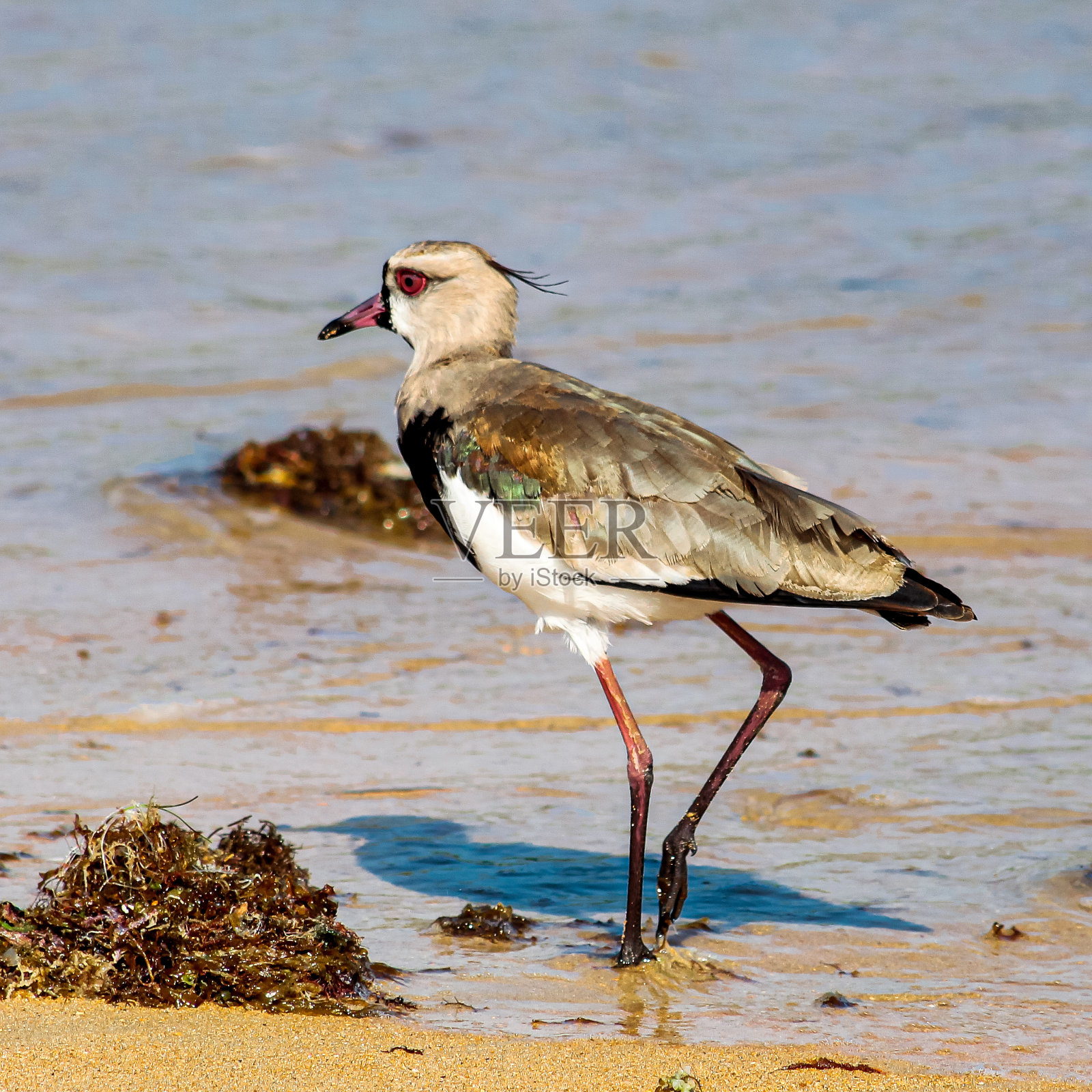 渔夫马丁斯照片摄影图片