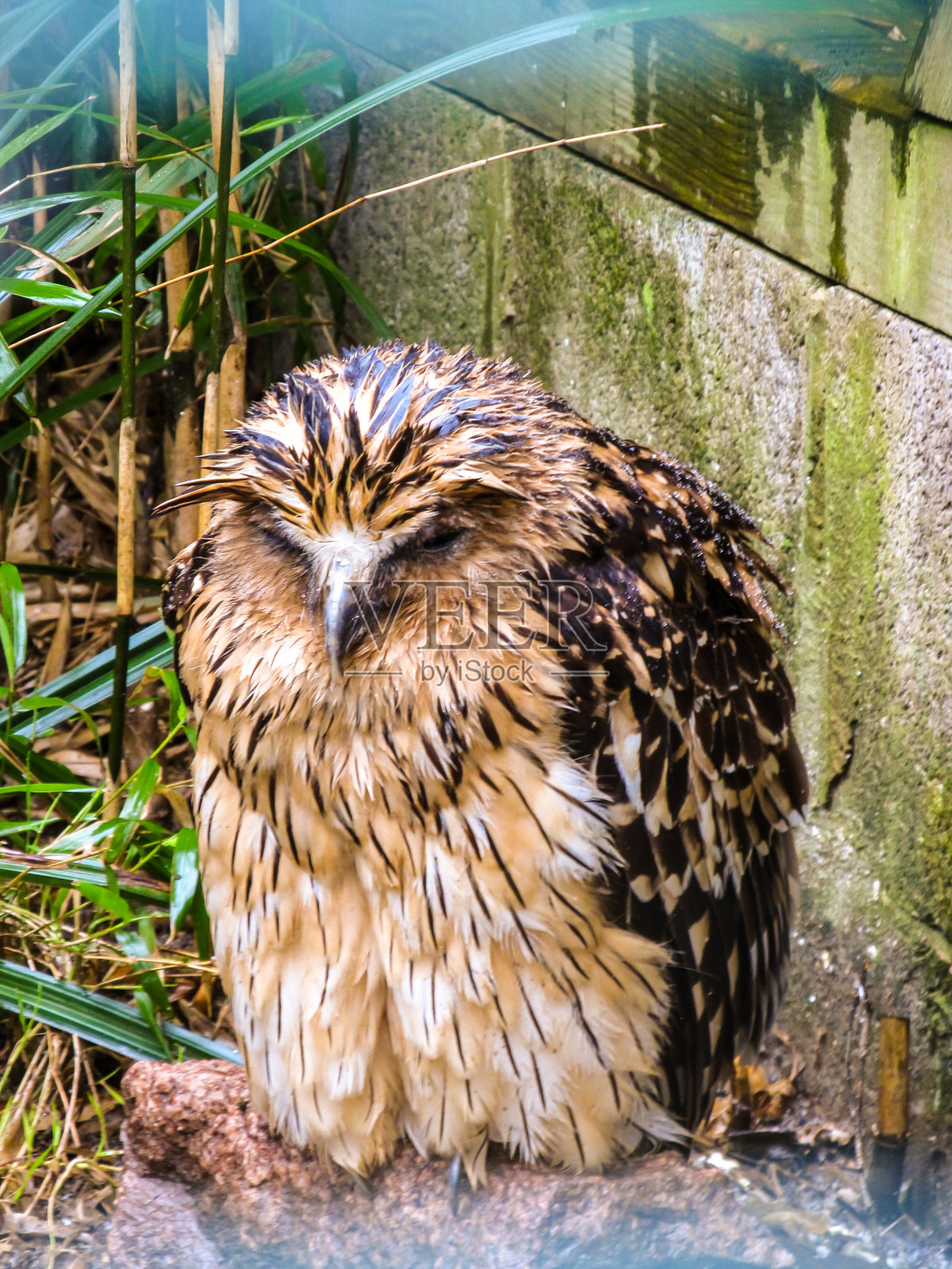 在英国湖区的一家猫头鹰康复中心，一只浑身湿透的巴菲鱼鹰Ketupa zeylonensis正为自己感到难过照片摄影图片