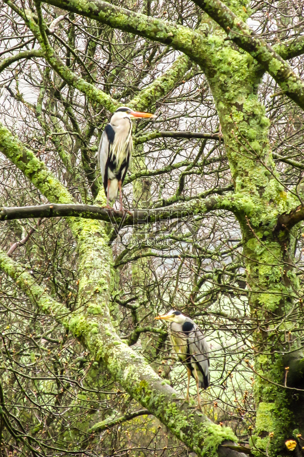 在湖区，两只苍鹭，Ardea Cinerea，栖息在一棵树枝上覆盖着地衣和苔藓的大树上照片摄影图片