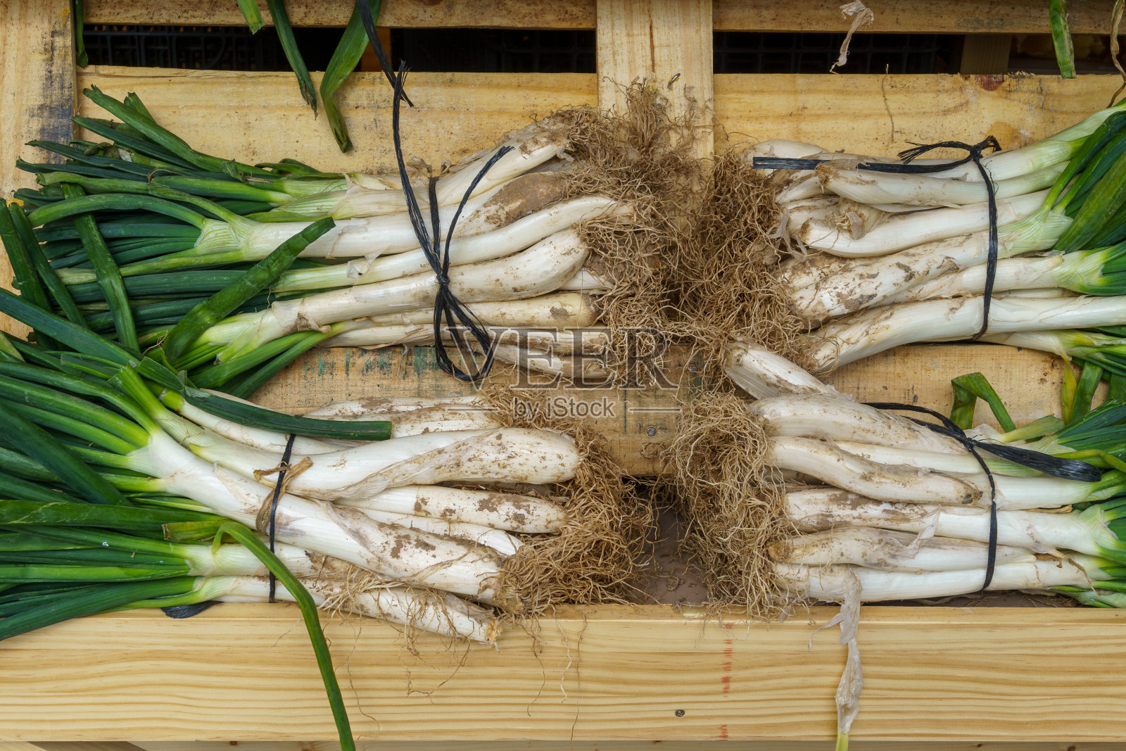 Calçot是小葱的一种，特点是长度在15到25厘米之间。在西班牙加泰罗尼亚的内陆地区很常见。照片摄影图片